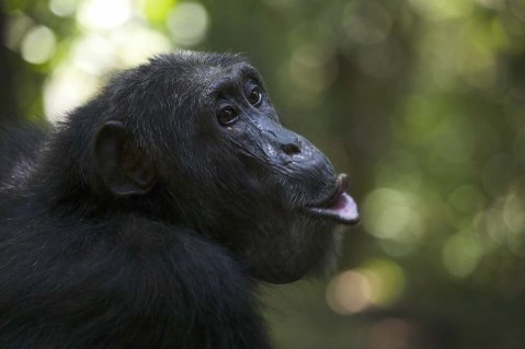 Maani, a female chimp in the Sonso community, Budongo Forest (photo: Florian Moellers)